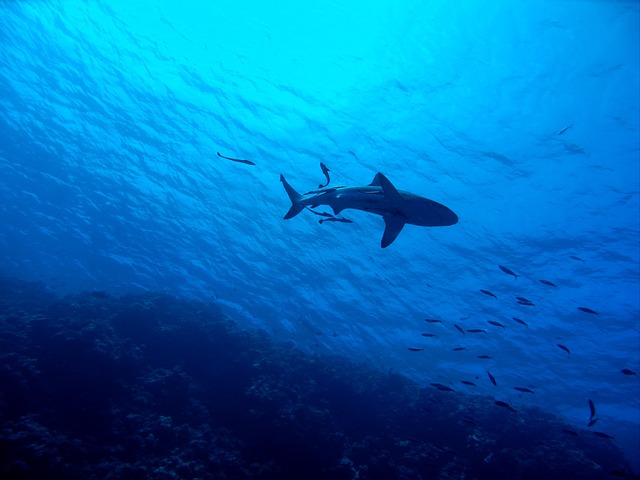 Great Barrier Reef , Australia